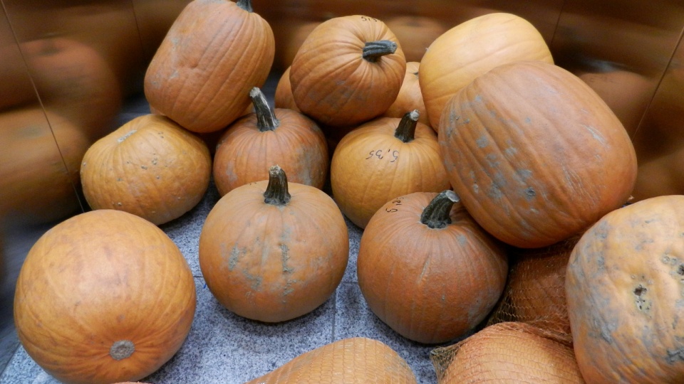 W ostatni piątek października w Młynie Wiedzy odbędzie się naukowe Halloween. Fot. Iwona Muszytowska-Rzeszotek