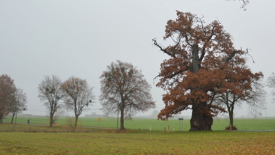 Dąb Jan Kazimierz rosnący w Bąkowie koło Warlubia w powiecie świeckim jest jednym z najstarszych drzew w Polsce. Fot. Nadesłane