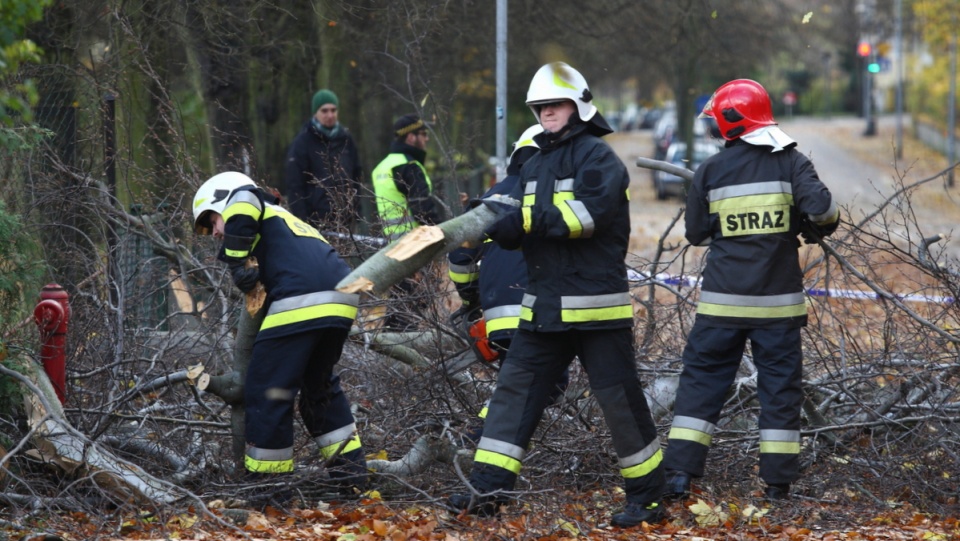 Strażacy usuwają powalone drzewo na miejscu wypadku w Sopocie. Fot. PAP/Jan Dzban