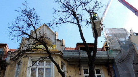 Powodem wydania pozytywnej decyzji dotyczącej wycięcia stuletniej akacji było zagrożenie dla kanalizacji, którą niszczyły korzenie drzewa. Fot. Hanna Gołata