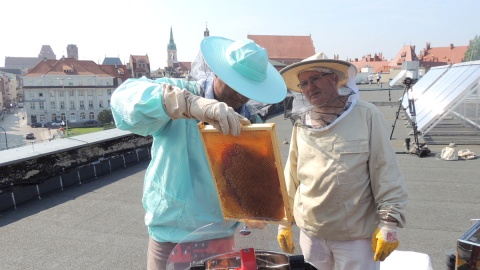 Na dachu Urzędu Marszałkowskiego w Toruniu odbyło się dziś pierwsze miodobranie z 5 umieszczonych tam uli. Fot. Michał Zaręba