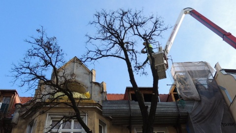 Stuletnie drzewo poległo pod ostrzem decyzji bydgoskiego Ratusza