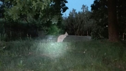 W Toruniu szukali kangura