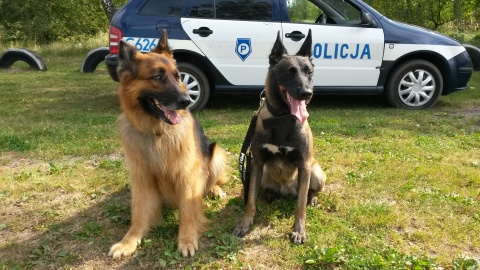 Psy policyjne z Kujawsko-Pomorskiego na medal i to złoty
