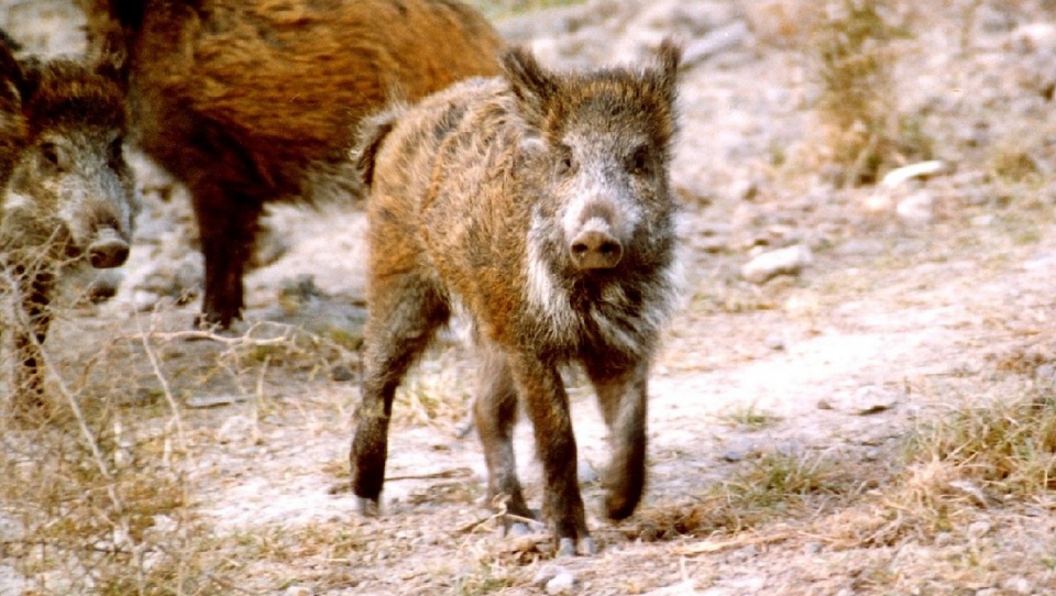 Jeśli afrykański pomór świń rozprzestrzeni się wśród dzików, może wyginąć cała populacja. Fot. freeimages.com