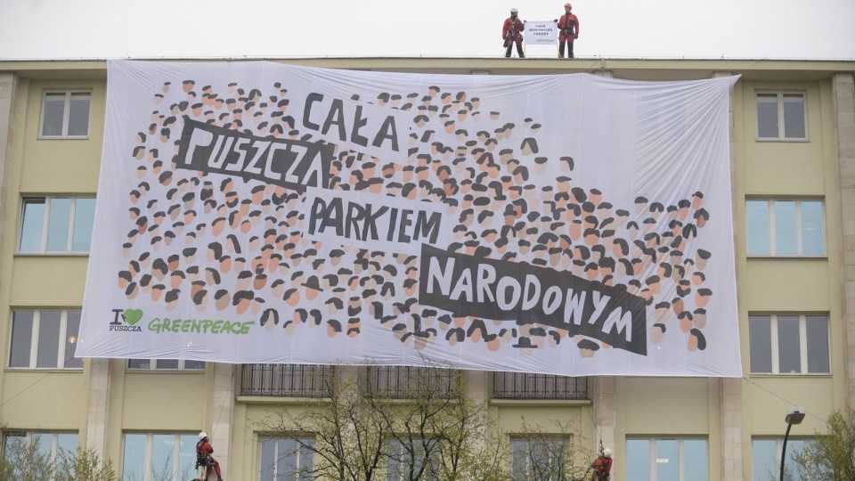 Kolejna akcja Greenpeace Polska w obronie Puszczy Białowieskiej. Fot. PAP/Bartłomiej Zborowski