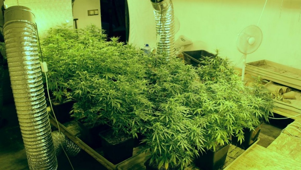 Policjanci zabezpieczyli niemal 2 kg marihuany i prawie 70 roślin. Fot. KWP w Bydgoszcz
