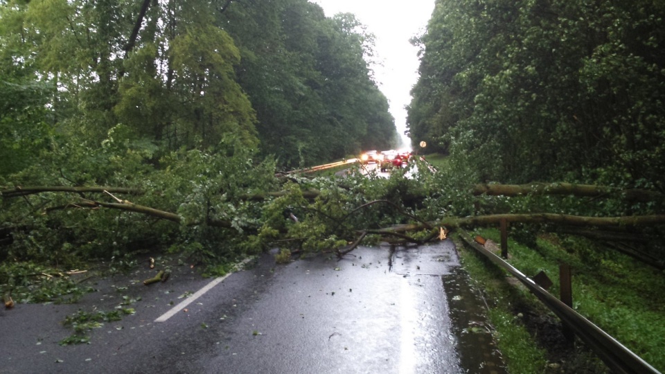 Powalone drzewa na drodze krajowej nr 25 koło Tryszczyna. Fot. Damian Klich