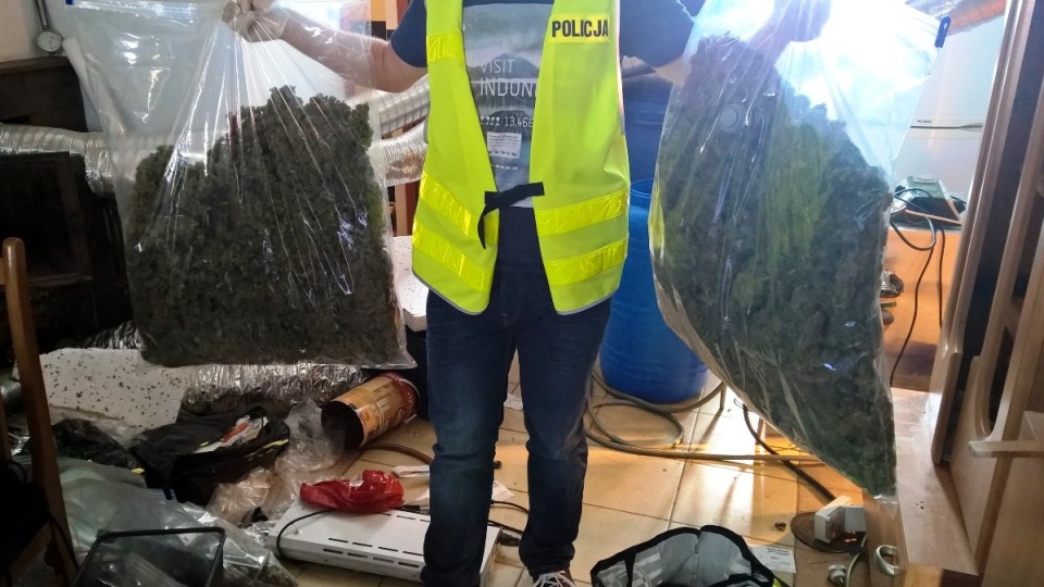 Policjanci zlikwidowali profesjonalnie zorganizowaną plantację konopi. Fot. Policja