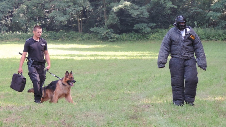 Konkurencje rozgrywane w Bydgoszczy wyłonią najlepszych przewodników z psami do startu w etapie ogólnopolskim Kynologicznych Mistrzostw Policji. Fot. Lech Przybyliński