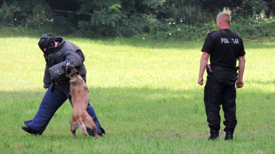 Konkurencje rozgrywane w Bydgoszczy wyłonią najlepszych przewodników z psami do startu w etapie ogólnopolskim Kynologicznych Mistrzostw Policji. Fot. Lech Przybyliński