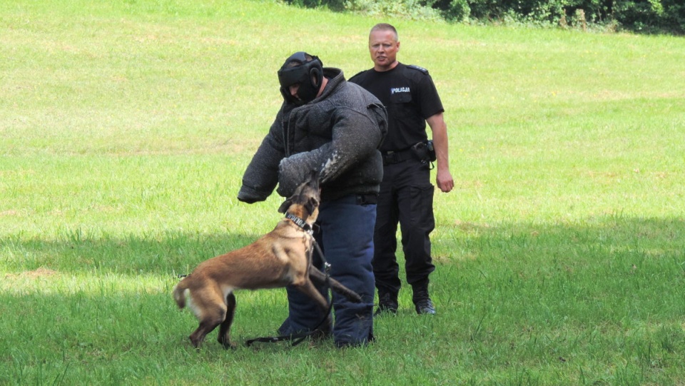 Konkurencje rozgrywane w Bydgoszczy wyłonią najlepszych przewodników z psami do startu w etapie ogólnopolskim Kynologicznych Mistrzostw Policji. Fot. Lech Przybyliński