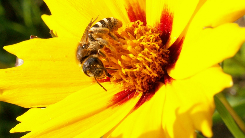 Gostynińsko-Włocławski oraz Wdecki Park Krajobrazowy zaprasza do uczestnictwa w wydarzeniach, które pozwolą poznać bliżej zwyczaje pszczół. Fot. freeimages.com