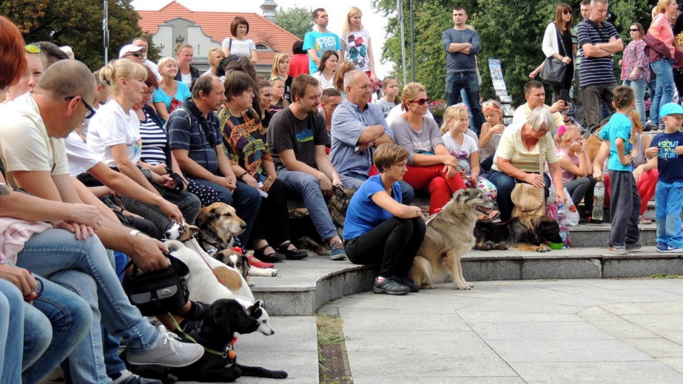 Bohaterami bydgoskiej wystawy psów wielorasowych były wyłącznie kundelki. Fot. Damian Klich