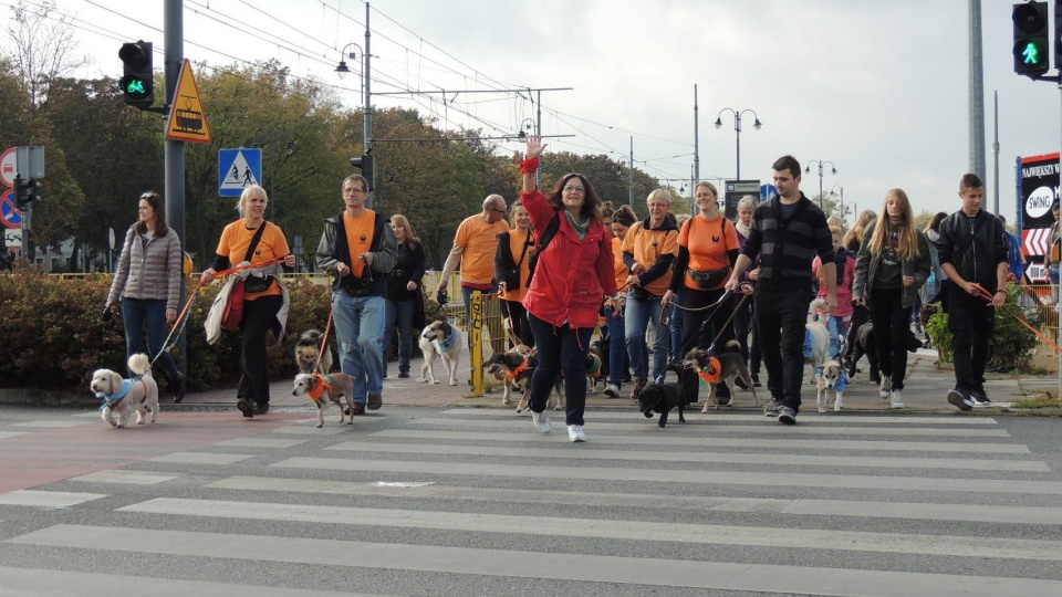 Ulicami Bydgoszczy przeszła niecodzienna parada - na chodnikach oprócz opiekunów pojawiły się adoptowane psiaki oraz takie, które można adoptować. Fot. Damian Klich