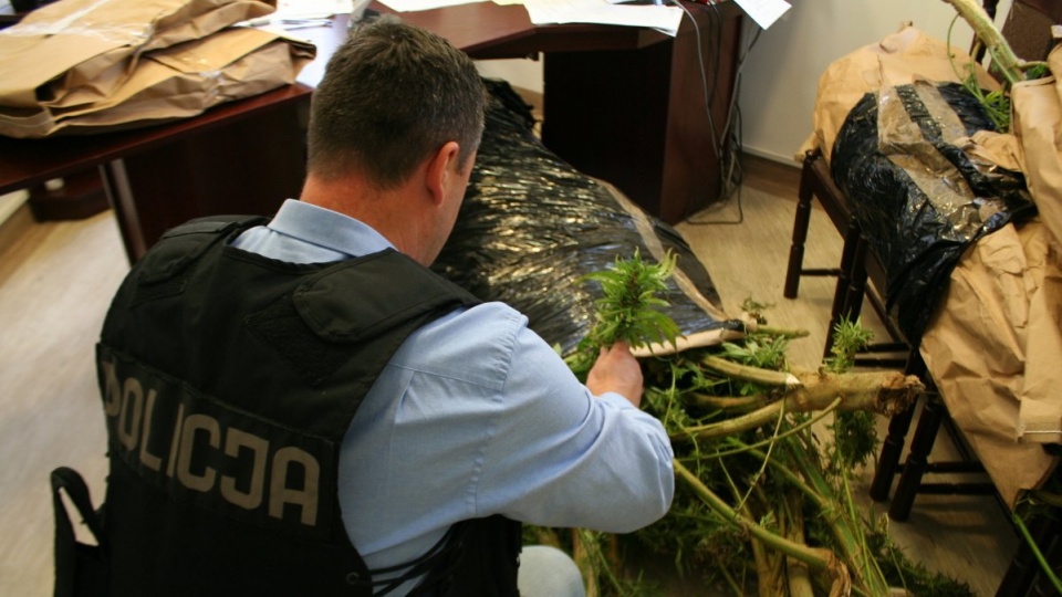 Ponad 20 sztuk krzewów roślin konopi indyjskich w różnej fazie wzrostu, pojemniki z substancjami do ich uprawy oraz inne przedmioty zabezpieczyli policjanci z wydziału kryminalnego bydgoskiej komendy. Fot. Policja