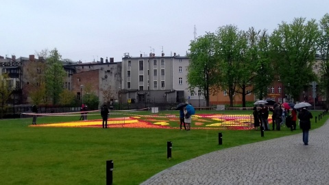 Organizatorzy akcji przygotowywali wielki kobierzec kwiatowy utkany z tysięcy główek tulipanów. Fot. Janusz Wiertel