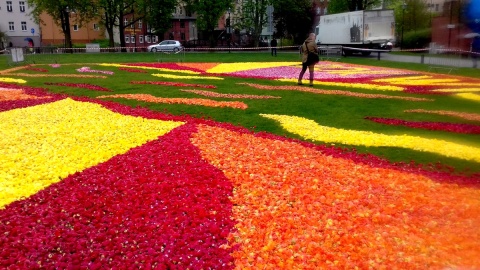 Organizatorzy akcji przygotowywali wielki kobierzec kwiatowy utkany z tysięcy główek tulipanów. Fot. Janusz Wiertel