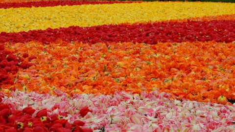 Organizatorzy akcji przygotowywali wielki kobierzec kwiatowy utkany z tysięcy główek tulipanów. Fot. Damian Klich