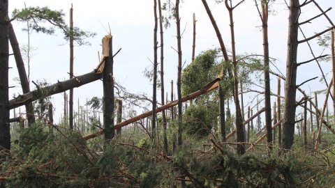 Rozmiar zniszczeń obszarów leśnych ilustruje siłę nawałnicy. Fot. Marcin Doliński