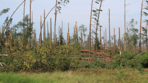 Rozmiar zniszczeń obszarów leśnych ilustruje siłę nawałnicy. Fot. Marcin Doliński