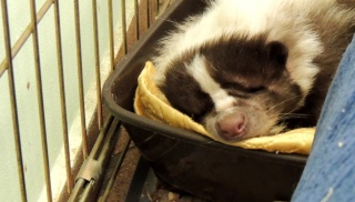 Skunks we włocławskim schronisku dla zwierząt