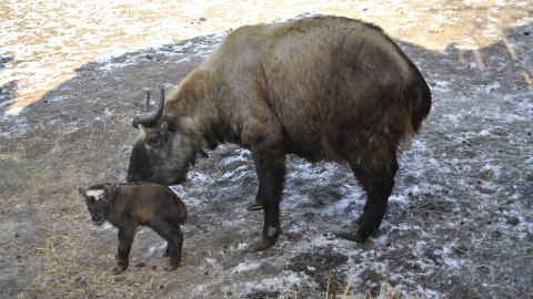 Takiny mishmi urodziły się w toruńskim zoo