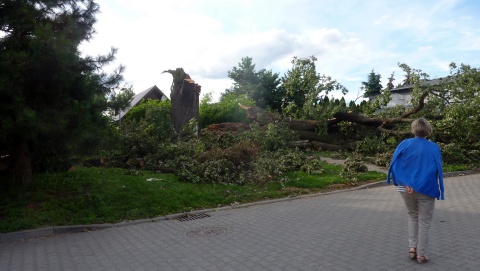 Dąb Bartek przegrał z nawałnicą. Czy będzie następca