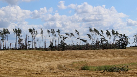 RDLP w Toruniu: bilans zniszczonych lasów wzrósł do 22,3 tys. ha