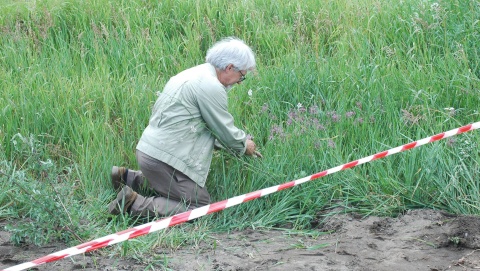 Roślina uznana za wymarłą rosła w Toruniu