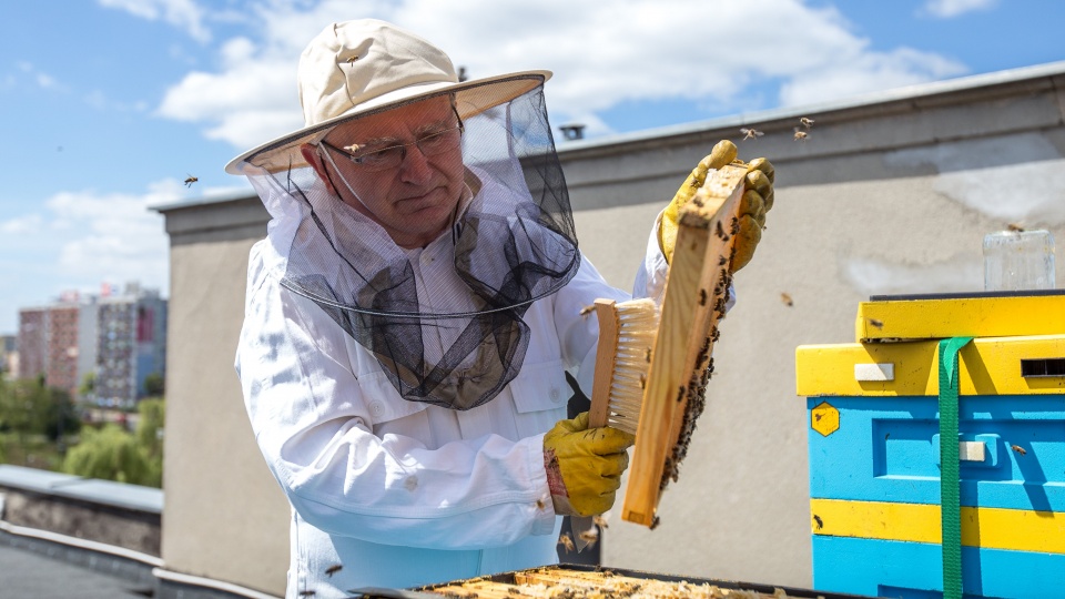 Gmach w centrum Torunia jest domem dla pięciu pszczelich rodzin od ubiegłego roku. Fot. Szymon Zdziebło