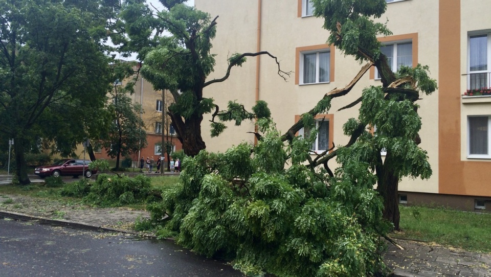 Wichura połamała najsłabsze drzewa. Fot. Kamila Zroślak