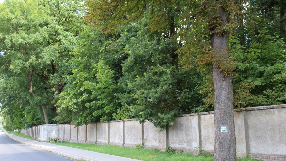 XIX-wieczny zabytkowy Park Gordona w Laskowicach Pomorskich zostanie odnowiony. Fot. Marcin Doliński