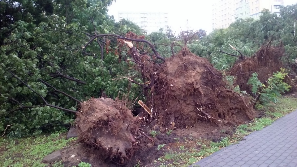 Po nawałnicy w Bydgoszczy. Fot. Kamila Zroślak