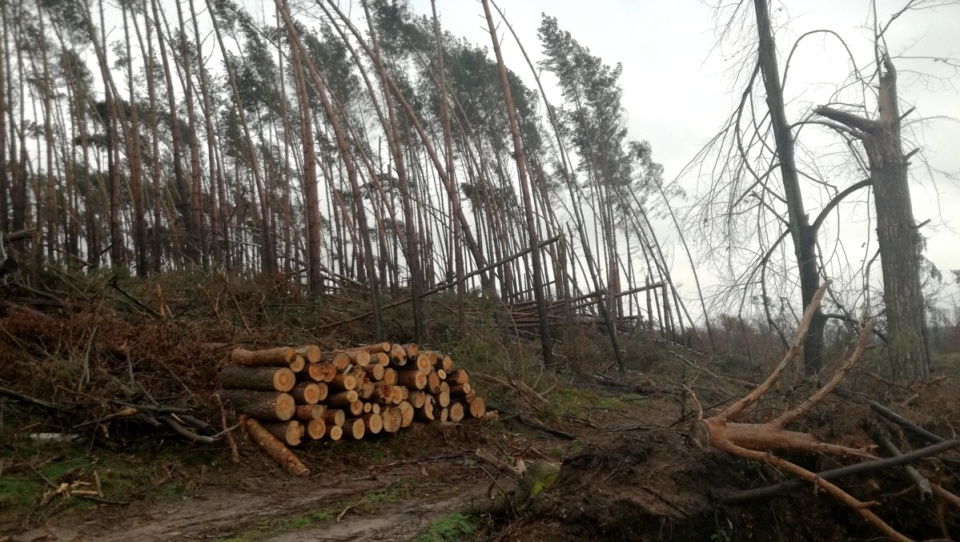 Nadleśnictwo Zamrzenica było pierwszym, które odwiedzili dzisiaj leśnicy. Fot. Marcin Doliński