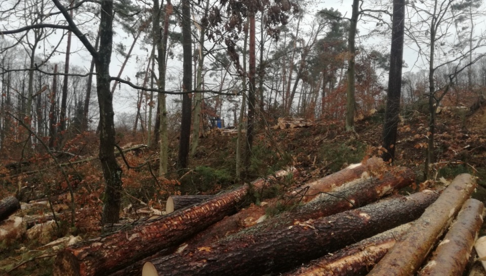 Leśnicy odwiedzają najbardziej zniszczone nadleśnictwa: Zamrzenica, Rytel, Czersk, Tuchola czy Woziwoda
