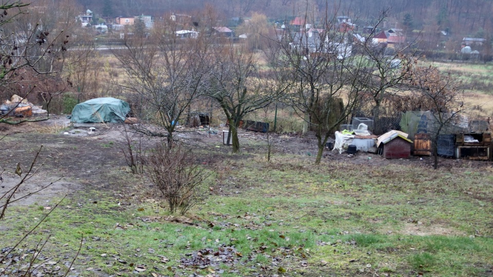 Ciała martwych psów i szczeniaki przebywające w fatalnych warunkach zostały odkryte na terenie działek Nad Browiną w Chełmnie. Fot. Policja