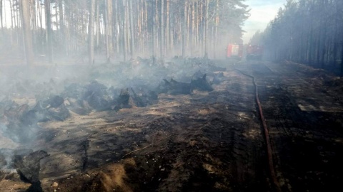 W sobotnie popołudnie we Wdeckim Parku Krajobrazowym spłonęły 4 hektary lasu. Fot. KP PSP w Świeciu nad Wisłą
