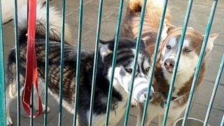 Kto poprowadzi schronisko dla zwierząt w Toruniu Może prawie każdy