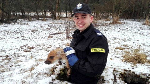 Mały dzik uratowany przez toruńską policję [wideo]