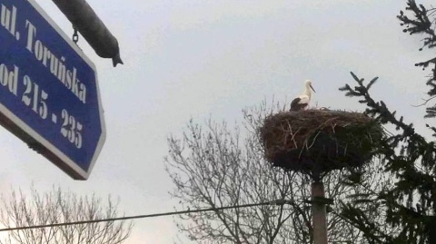 Bocian Maciek powrócił do swojego gniazda w Łęgnowie