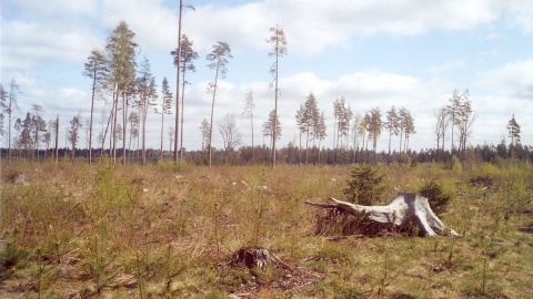 Trybunał: zwiększona wycinka Puszczy Białowieskiej naruszyła prawo UE