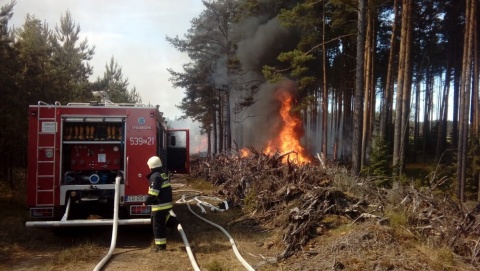 Bilans pożaru lasu w miejscowości Pohulanka