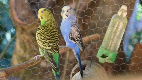 Wystawę ptasich piękności zorganizowano w Grudziądzu