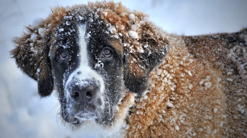 Zima - trudny czas dla zwierząt. Ważna empatia