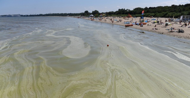 Prawie wszystkie trójmiejskie plaże zamknięte z powodu sinic