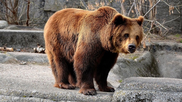 Menu na upały dla zwierząt w zoo: mrożone ryby i lody