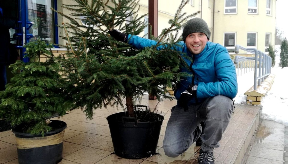 Choinki po świętach nie trafią na śmietnik, a ponownie zostaną posadzone. Fot. Michał Zaręba