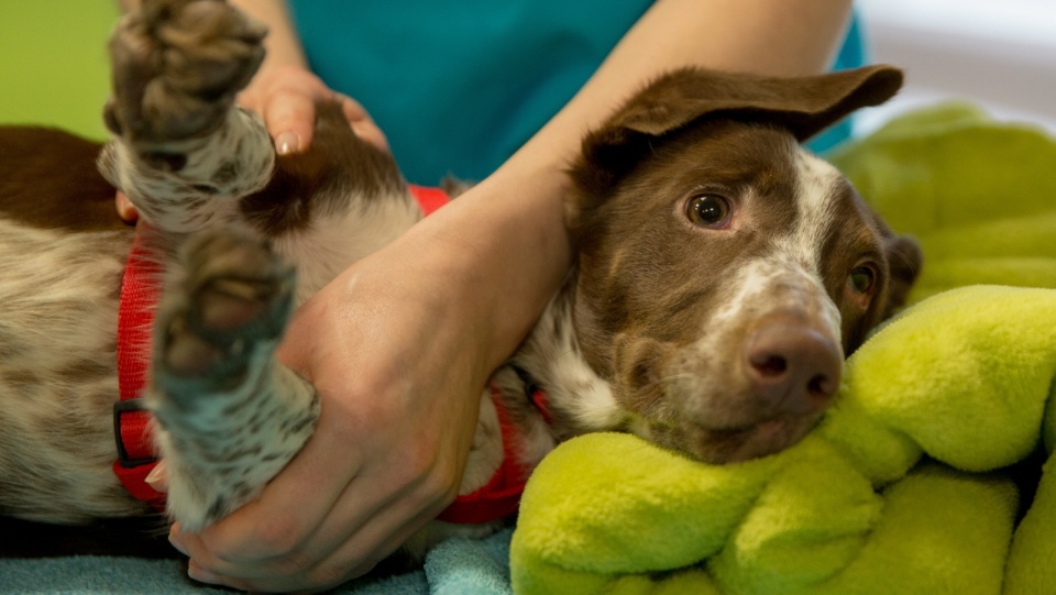 Pies Fijo podczas zabiegów rehabilitacyjnych. Pies został brutalnie pobity. Fot. Archiwum PAP/Andrzej Grygiel