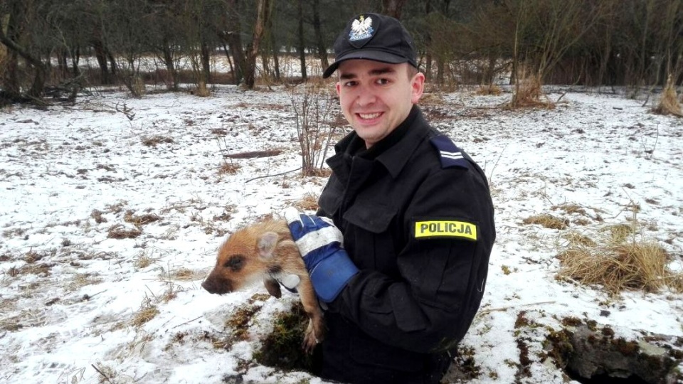 Toruński policjant zszedł po małego dzika do nieczynnej studni. Fot. Policja